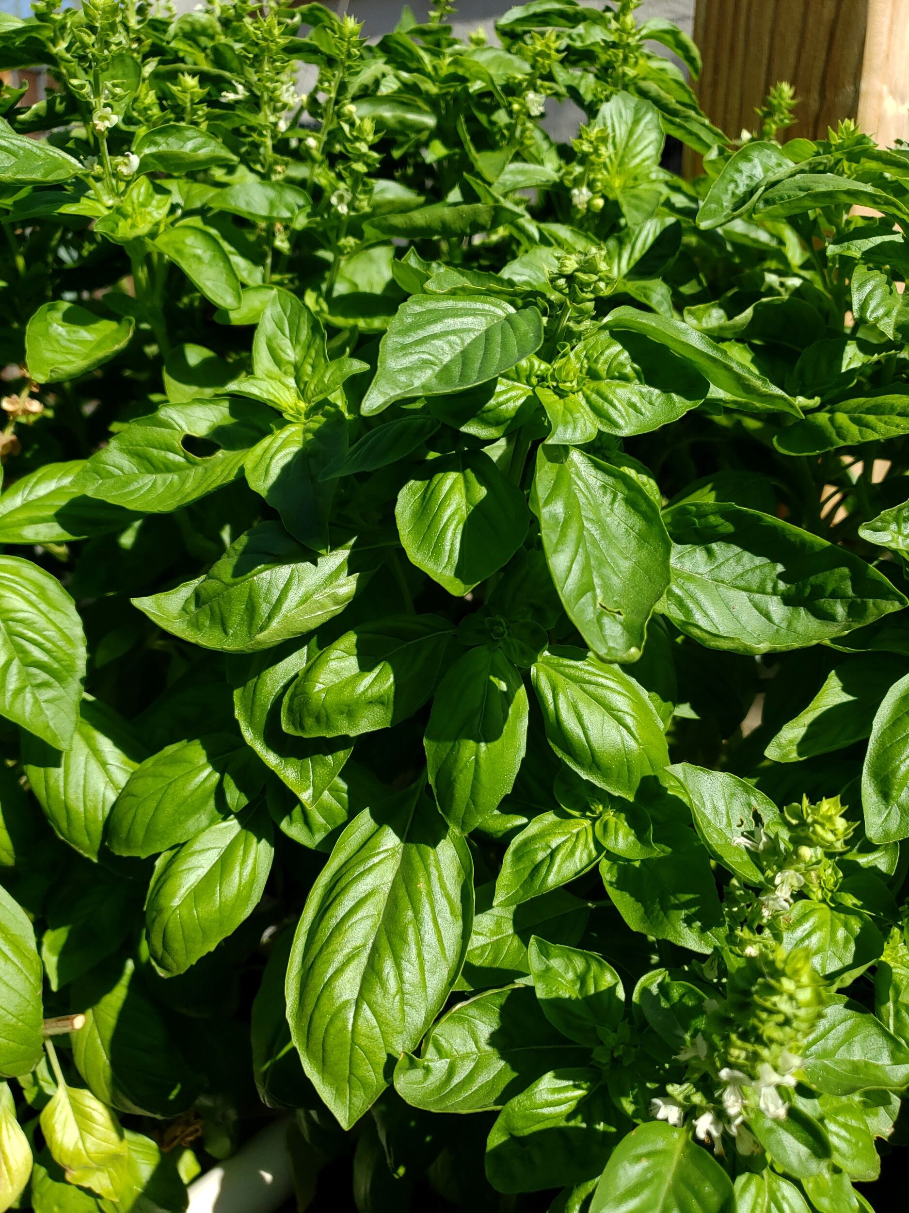 Photo inspiration: Picture Idea: Growing Basil A Classic Garden Herb